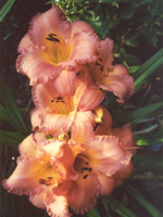 Photo by Terry Hale: Hemerocallis 'Anne Welch' (daylily)