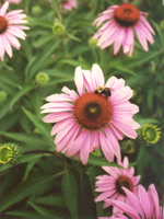 Photo by Terry Hale: Echinacea (coneflower)